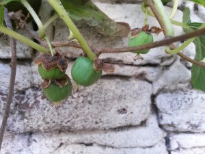 20151213_171426 Baby kiwi (frutos inmaduros)