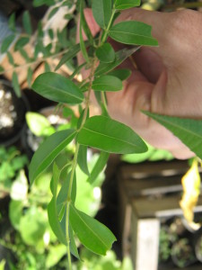 eugenia_spp-20151202T151935
