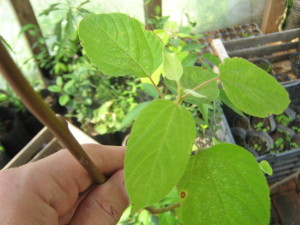frutales-20151202T152059