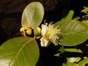 psidium_australe_2