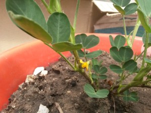 20160103_141151 Mani bataraz (flor)