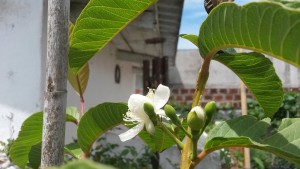 20160208_131354 Guayaba (amarilla creo) 1 (floreciendo)