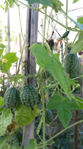 20160209_165848 Sandia raton (frutos maduros)