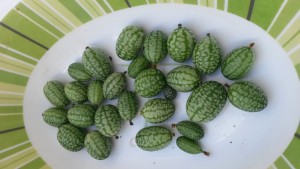 20160219_161241 Sandia raton (cosecha)