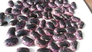 20160308_160807 Poroto escarlata (cosecha)