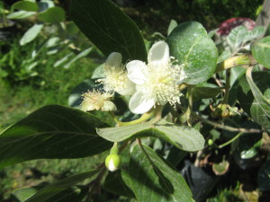 psidium_australe_20160313T114514