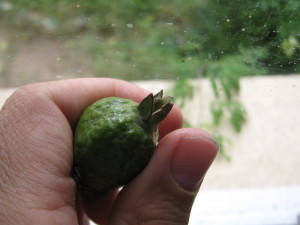 psidium_australe_2_20160319T102826
