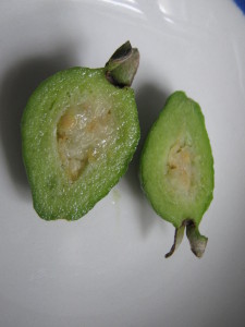 psidium_australe_2_20160319T103008