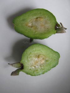 psidium_australe_2_20160319T103016