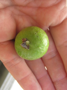 psidium_guineense_20160330T121446