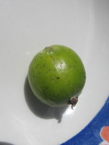 psidium_guineense_20160330T141121