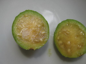 psidium_guineense_20160330T141329