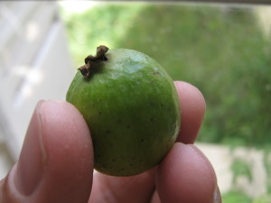 psidium_guineense_20160330T141548