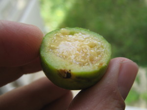 psidium_guineense_20160330T141558