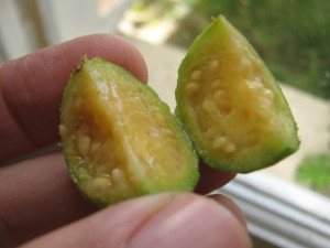 psidium_guineense_20160330T142257