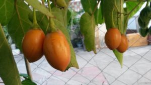 20160421_094136 Tamarillo naranja 1 (frutos maduros)