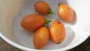 20160424_151047 Tamarillo naranja 1 (cosecha)
