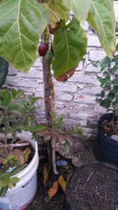 20160529_122332 Tamarillo rojo (frutos inmaduros)