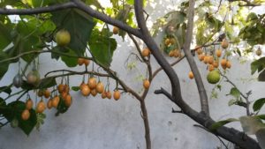 20160612_163704 Tamarillo naranja 2 (frutos inmaduros)