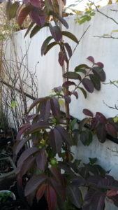 20160612_163926 Guayaba (amarilla creo) 1 (frutos inmaduros)