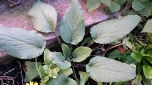 20160612_164034 Borraja