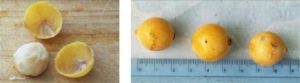 Quebracho_flojo_fruit_frutos2