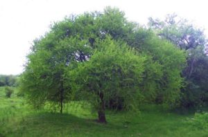 Quebracho_flojo_jugo3