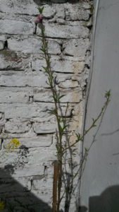 20160828_143139-durazno-1-floreciendo