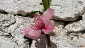 20160828_143158-durazno-1-flor