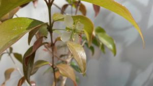 20161014_094743-pitanga-flor