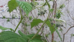 20161016_164522-frambuesa-roja-1-pimpollos
