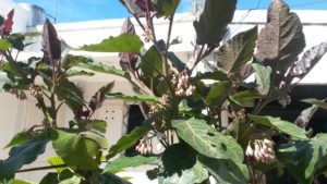 20161021_093914-tamarillo-naranja-1-floreciendo