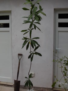 aguai_chrysophyllum-gonocarpum_huertasurbanas_com