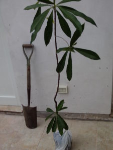 aguai_chrysophyllum-gonocarpum_huertasurbanas_com_2
