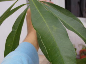 aguai_chrysophyllum-gonocarpum_huertasurbanas_com_3_leaves