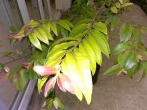 eugenia_lutescens_uvaia_do_campo_huertasurbanas_com_img_20161021_193014_11