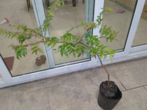 eugenia_lutescens_uvaia_do_campo_huertasurbanas_com_img_20161021_193055
