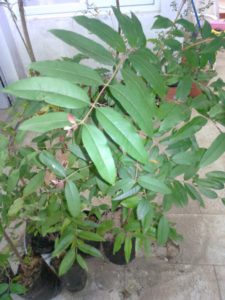 eugenia_pyriformis_uvaia_huertasurbanas_com_img_20161021_193125