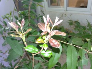 eugenia_pyriformis_uvaia_huertasurbanas_com_img_20161021_193153