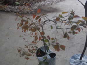 guabiroba_campomanesia-xanthocarpa_huertasurbanas_com