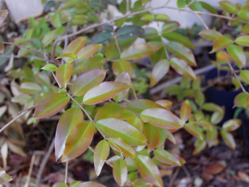 jaboticaba_spp2_huertasurbanas_com-jpg