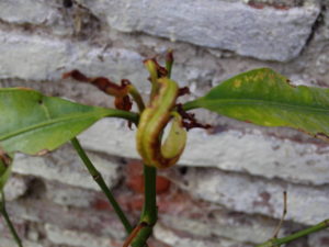 pacuri2_huertasurbanas_com