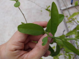 quebrachillo_acanthosyris-spinescens_hojas_leaves