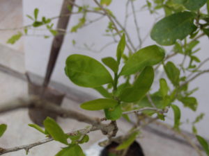 quebrachillo_acanthosyris-spinescens_leaves_hojas2