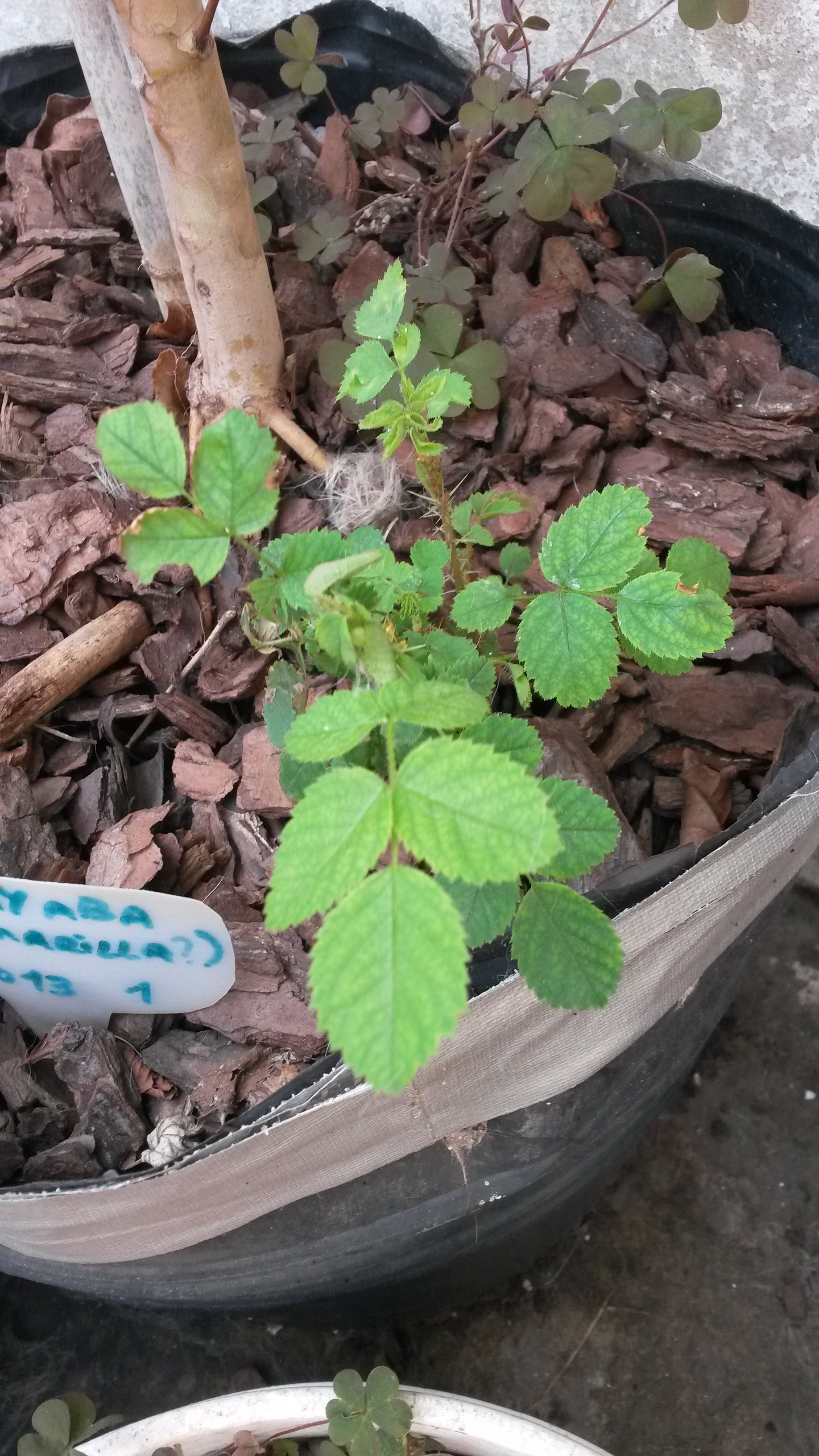 Como conservar las patatas para que no germinen