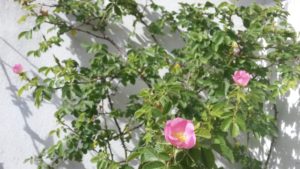 20161107_161244-rosa-mosqueta-1-flores