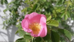 20161107_161259-rosa-mosqueta-1-flor