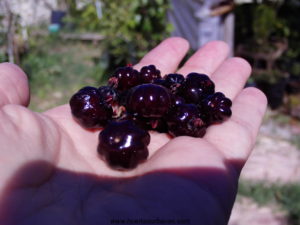 pitanga_negra_huertasruabas_com-0