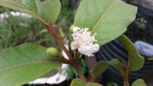 20161218_183330-guayaba-cimarron-flor