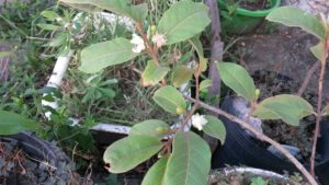 20161221_094333-guayaba-cimarron-floreciendo